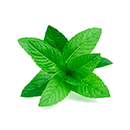 Concentrado de menta Concentrado de menta